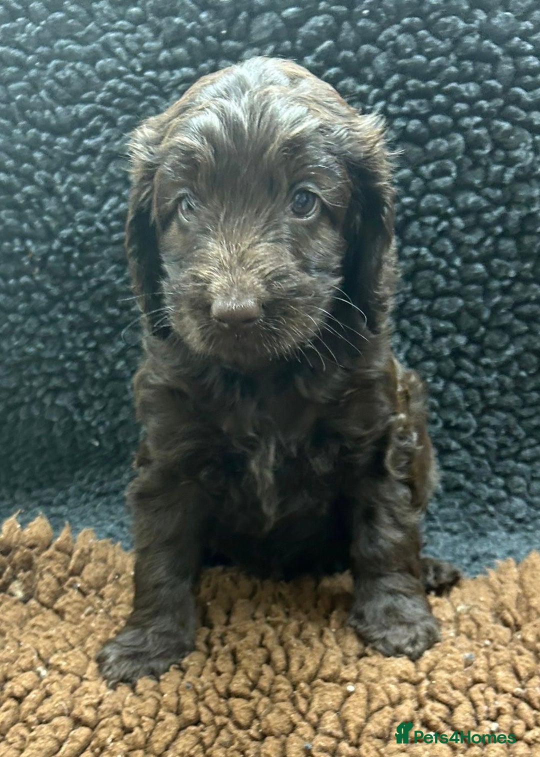Cockapoo dogs for sale: Beautiful fully DNA tested show Cockapoo puppies - Image 3