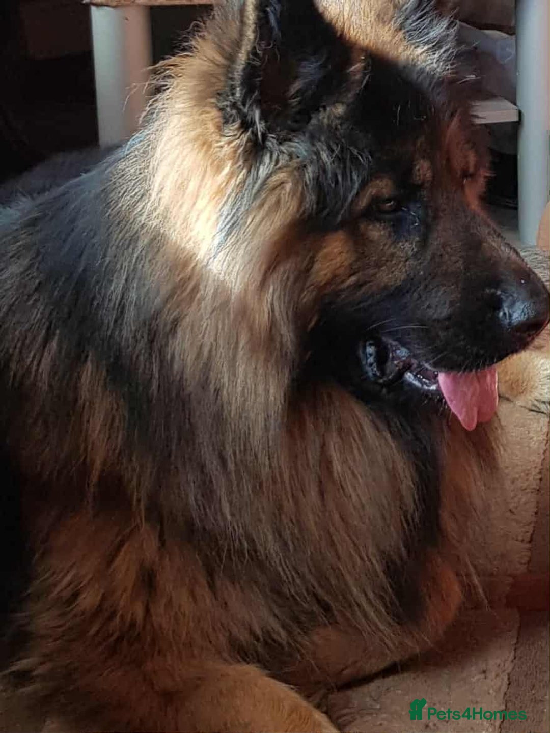 German Shepherd dogs for sale: KC. German shepherd puppies - Advert 3