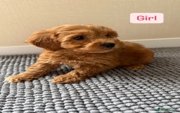 Cockapoo dogs for sale: 6 stunning cockapoo puppies  - Image 21