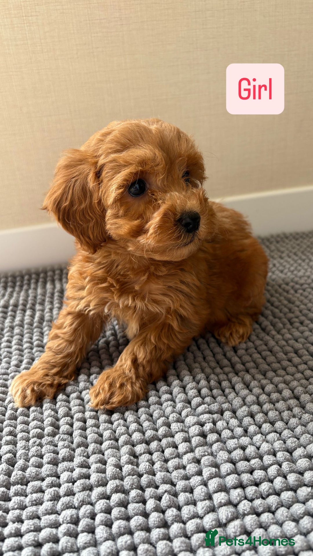 Cockapoo dogs for sale: 6 stunning cockapoo puppies  - Image 21