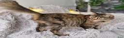 Mixed Breed cats for sale: Kittens - Advert 2