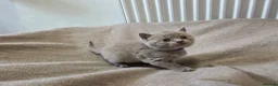 British Shorthair cats for sale: Beautiful Bsh kittens  - Advert 3