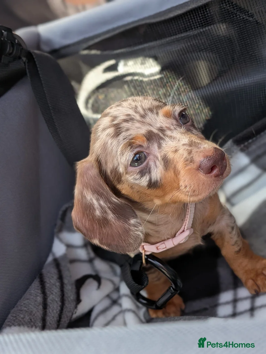 Miniature Dachshund dogs for sale: Beautiful female mini dauschund  in Brighton - Advert 1