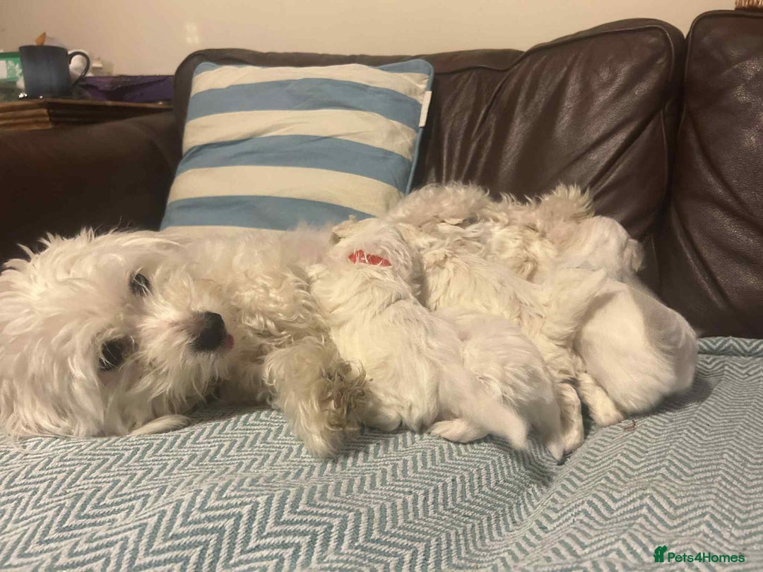 Mixed Breed dogs for sale: Cotonese puppies  - Advert 14