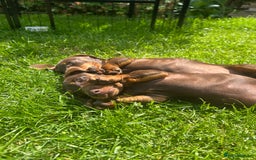 Miniature Dachshund dogs for sale: 2 x choc and Tan miniature Daschunds  - Image 3