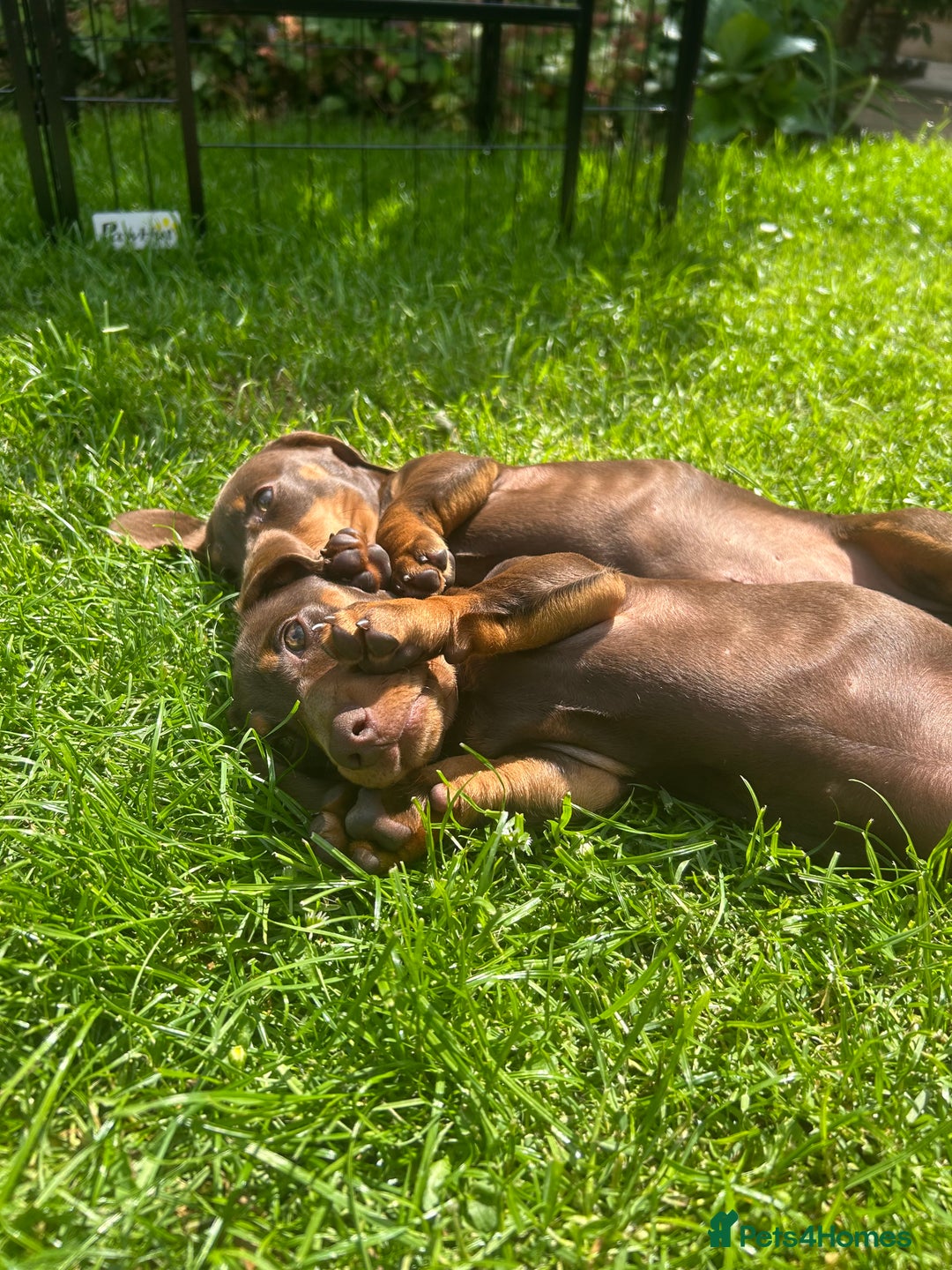 Miniature Dachshund dogs for sale: 2 x choc and Tan miniature Daschunds  - Image 3