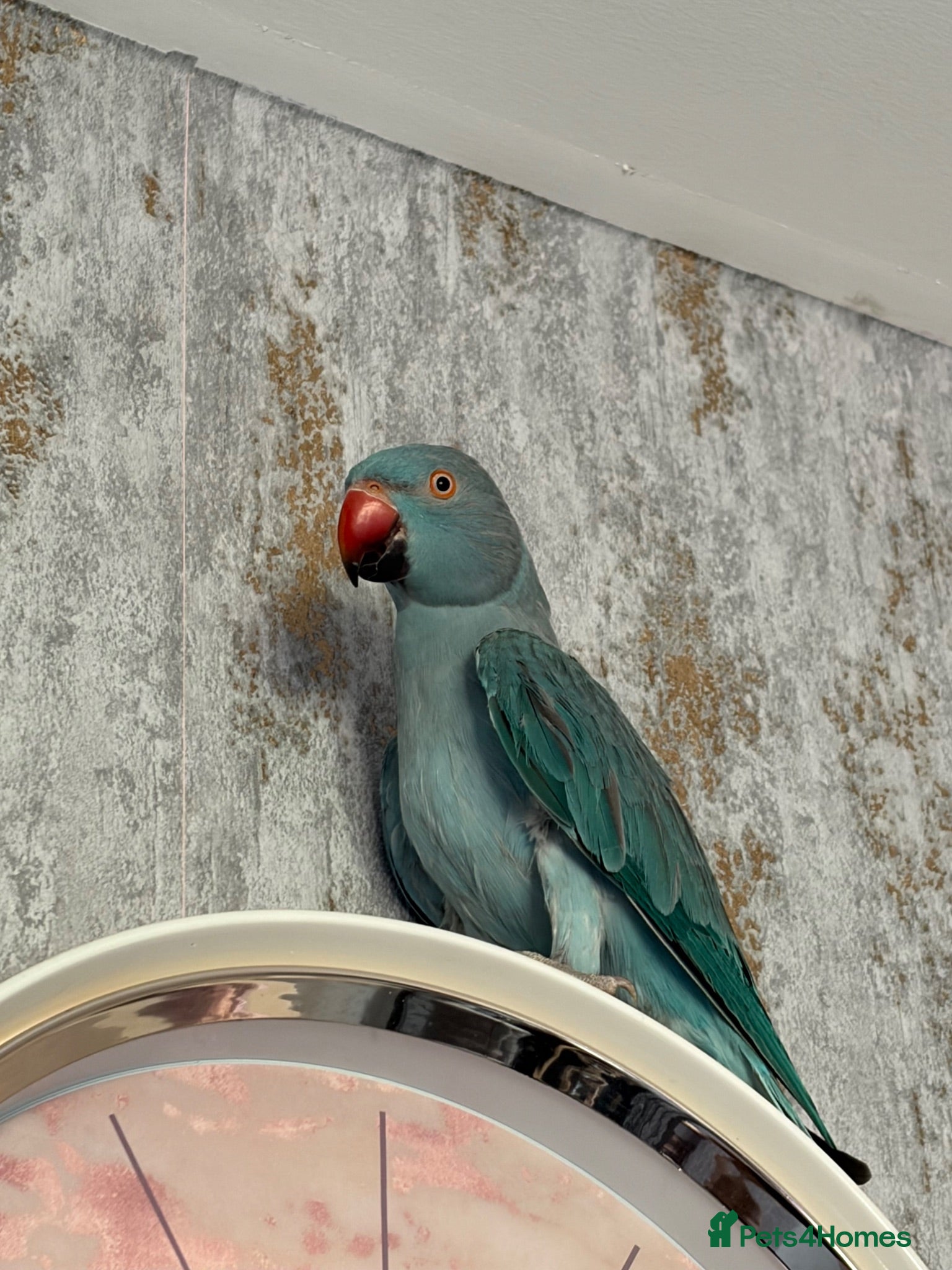 Ringnecks birds 9 month male ring neck  - Advert 4