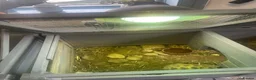Tortoise reptiles for sale: 2 x Tortoise and enclosures - Advert 7