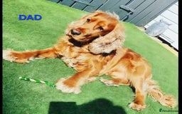 Cocker Spaniel dogs for sale: Stunning! Golden Kc Show Type Cocker Spaniels. - Advert 18