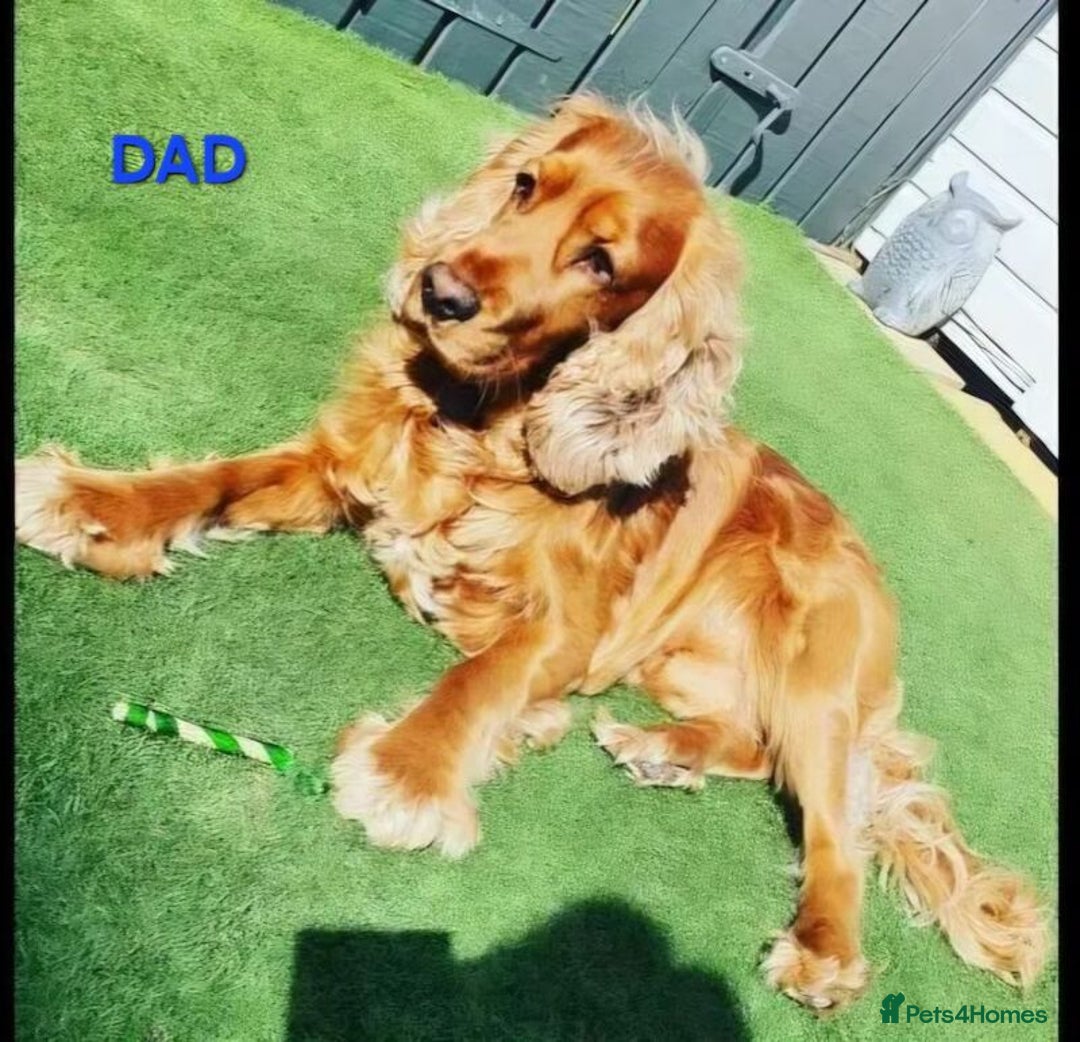 Cocker Spaniel dogs for sale: Stunning! Golden Kc Show Type Cocker Spaniels. - Advert 18