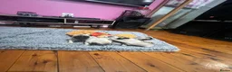 Pug dogs for sale: Quietly sleeping pug - Advert 3