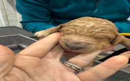 Goldendoodle dogs for sale: Golden doodles f1b - Advert 26