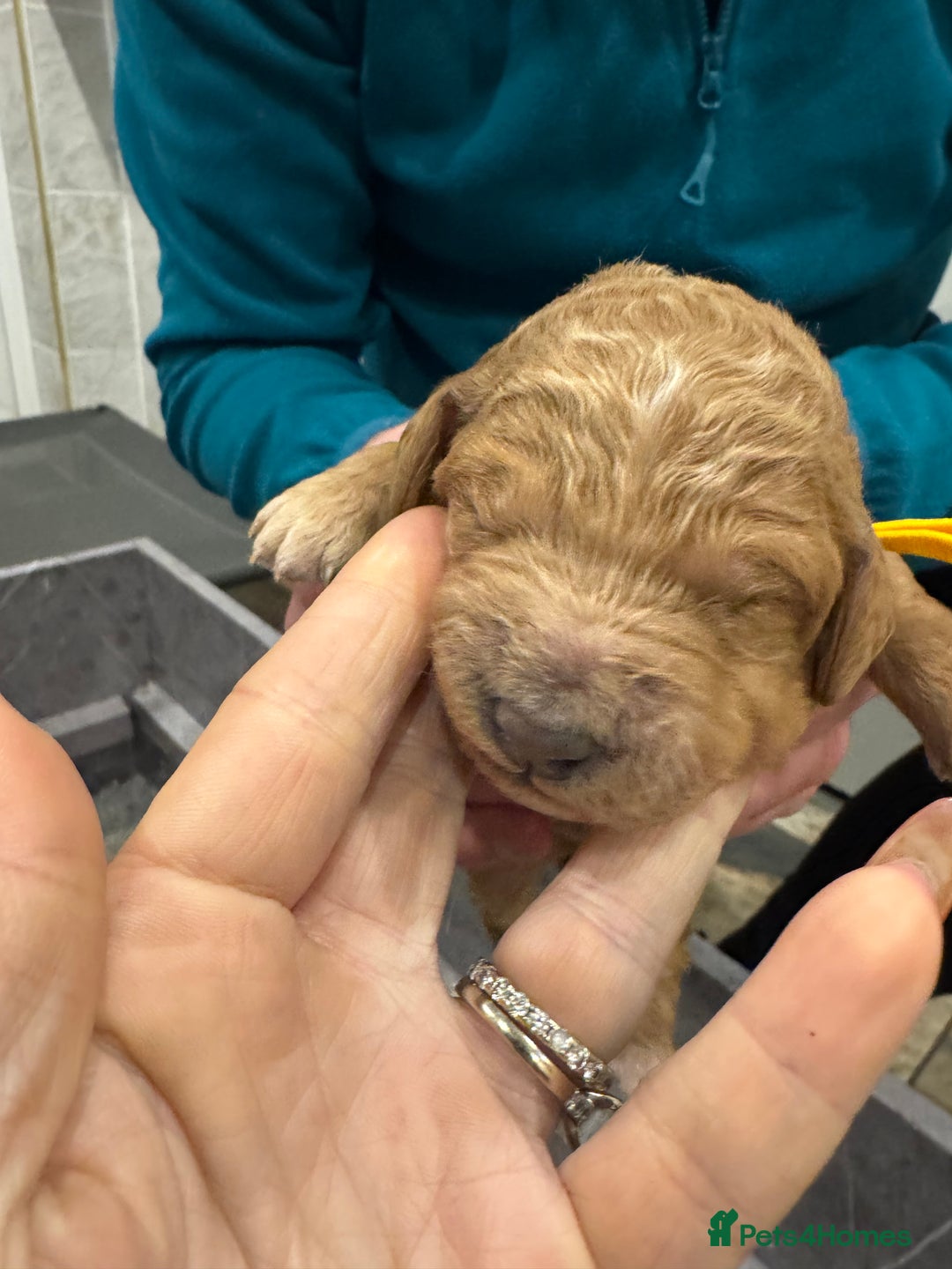 Goldendoodle dogs for sale: Golden doodles f1b - Advert 26