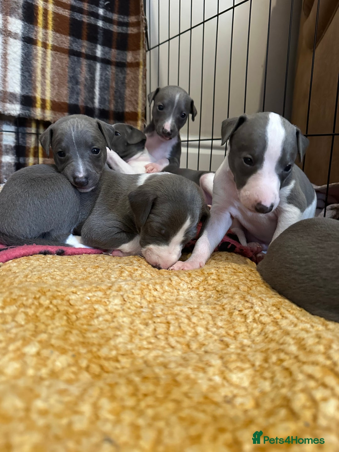 Mixed Breed dogs for sale: Adorable whippet x Italian greyhound pups !!! - Image 11