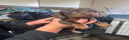 Miniature Dachshund dogs for sale: 2 girls left. Miniature Dachshund KC Puppies!  - Advert 7