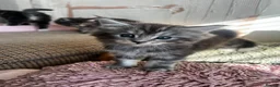 Maine Coon cats for sale: Chunky main coons 🩷🩷🩷💙 - Advert 9