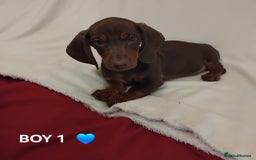 Dachshund dogs for sale: Pedigree miniature dachshunds - Image 11