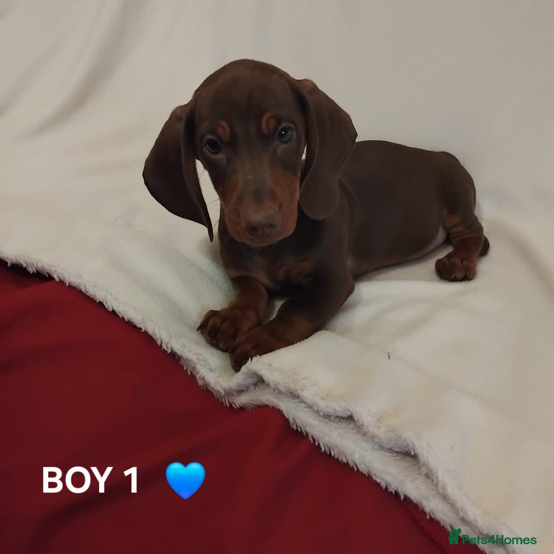 Dachshund dogs for sale: Pedigree miniature dachshunds - Image 11
