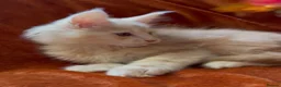 Maine Coon cats for sale: Bear Paw (🐾🐻 polydactyl) Maine Coon kittens TICA - Advert 7
