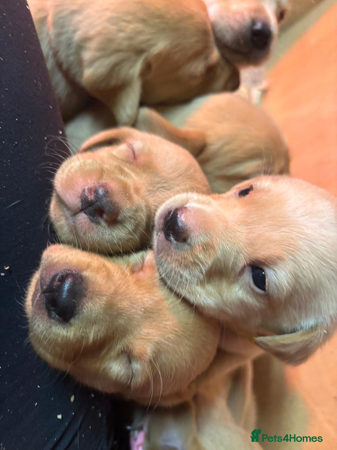 Labrador Retriever dogs for sale: Stunning lab litter  - Image 6