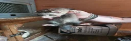 Ferret rodents for sale: Ferret Kits for sale - Advert 8