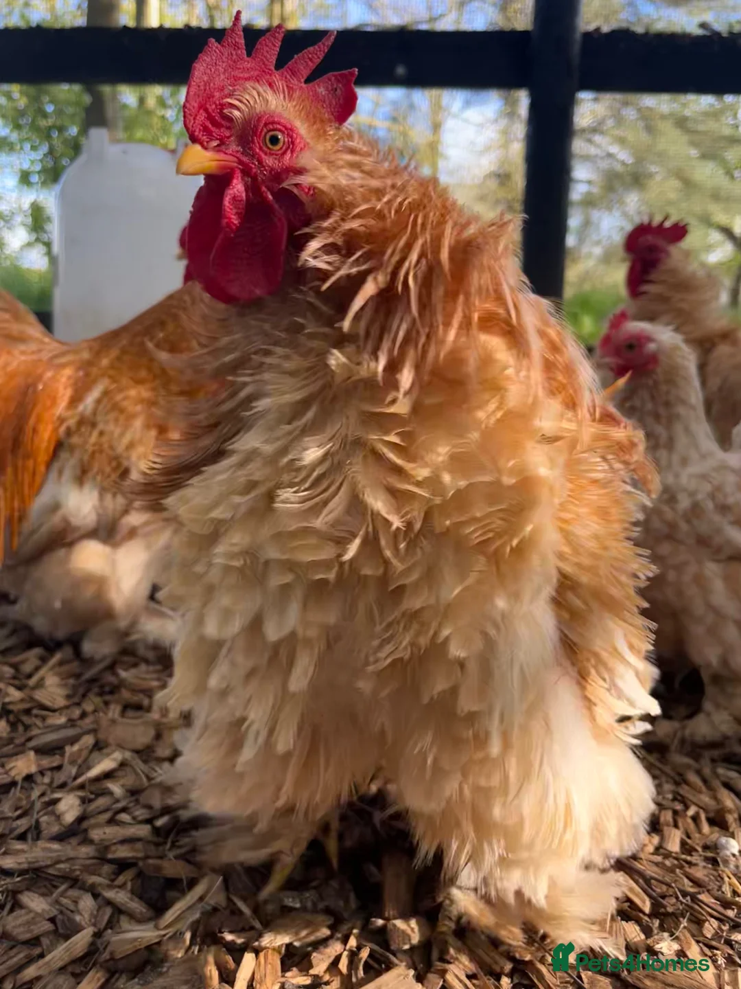 Chickens poultry for sale: Rare breed bantam cockerels - free to a good home! - Advert 2