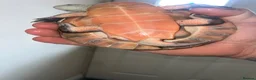 Turtle reptiles for sale: 2x Orange belly side neck with full setup - Advert 5