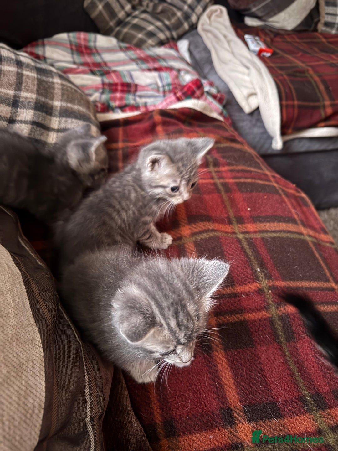 Mixed Breed cats for sale: I have 4 beautiful babies 3 boys 1 girl - Advert 16