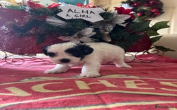 Bichon Frise dogs for sale: Bichon Frise X Bichon Havanez  - Image 10