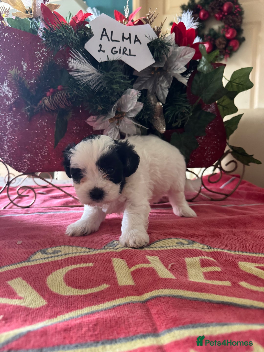 Bichon Frise dogs for sale: Bichon Frise X Bichon Havanez  - Image 10