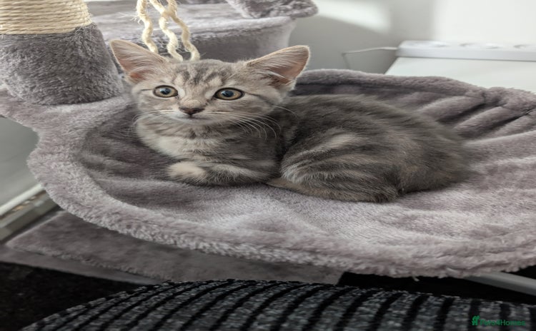 British Shorthair cats - Advert 1