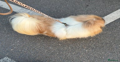 Pekingese dogs - Advert 1