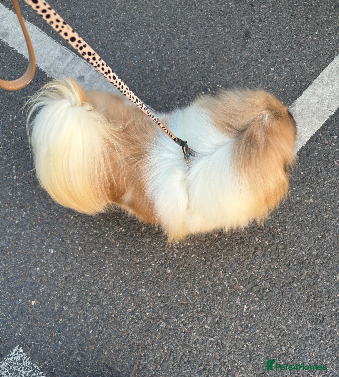 Pekingese dogs for sale: Parti colour Pekingese girl  - Image 3