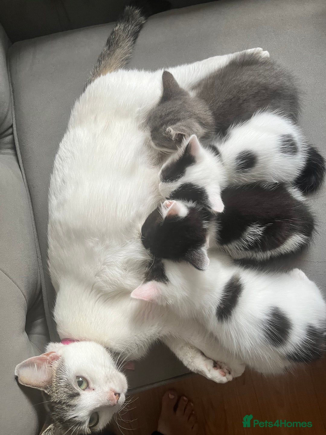 Domestic Shorthair cats for sale: Beautiful litter of kittens for sale - Image 18