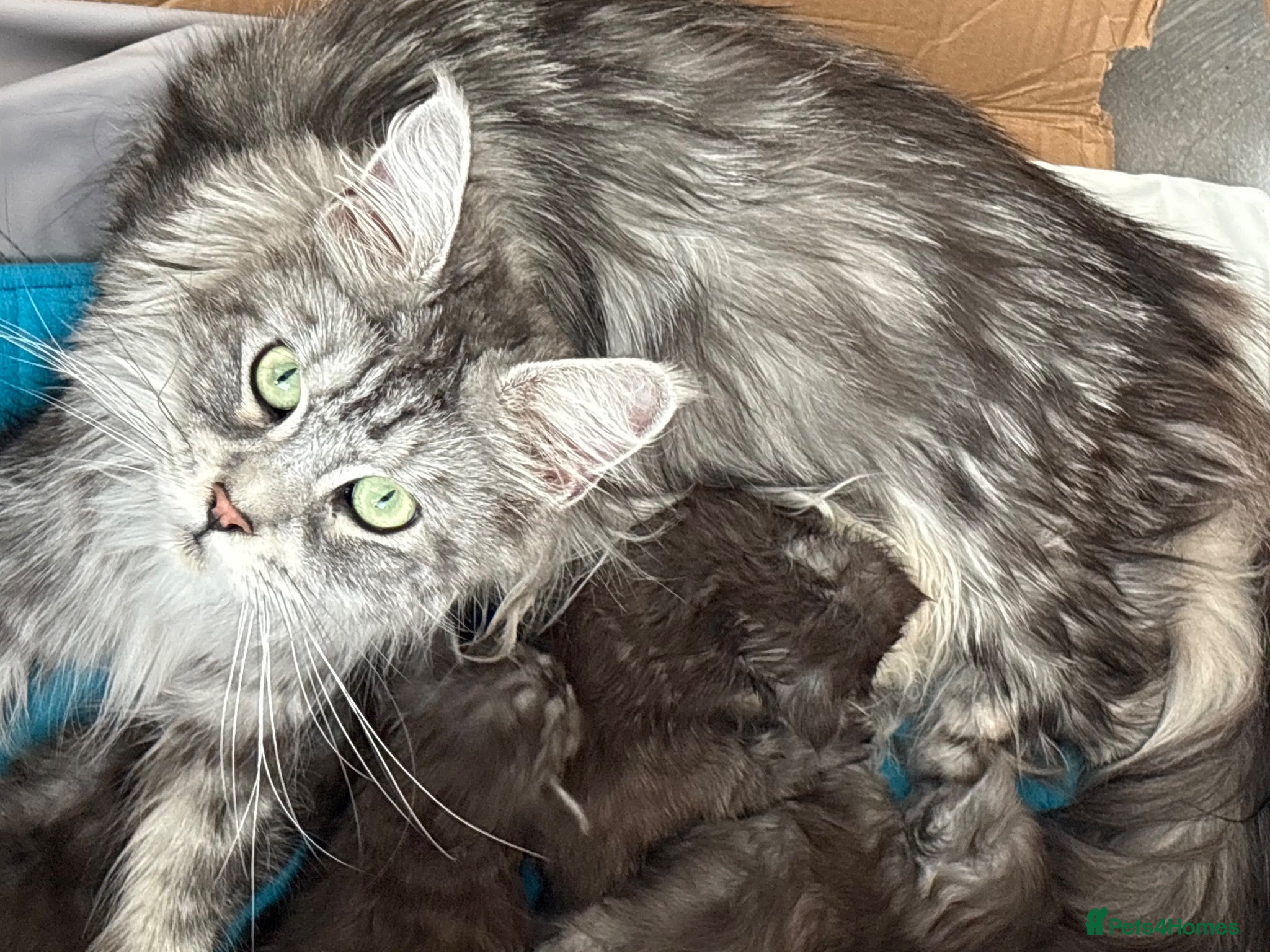 Maine Coon cats Large Tica Polly kittens - Advert 1