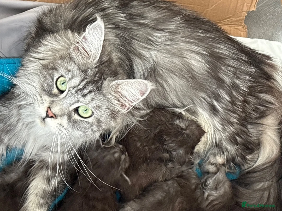 Maine Coon cats for sale: Large Tica Polly kittens - Advert 1