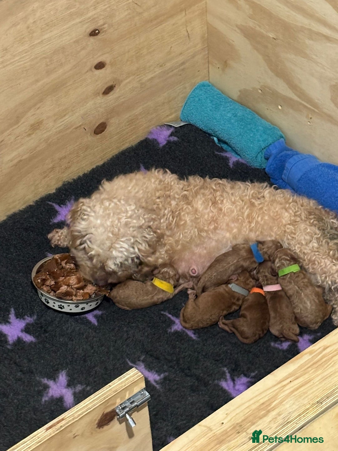 Cockapoo dogs for sale: FOX RED TOY COCKAPOO PUPPIES  - Advert 3