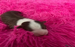 Australian Shepherd dogs for sale: Beautiful Australian Shepherd KC registration🥰 - Image 8