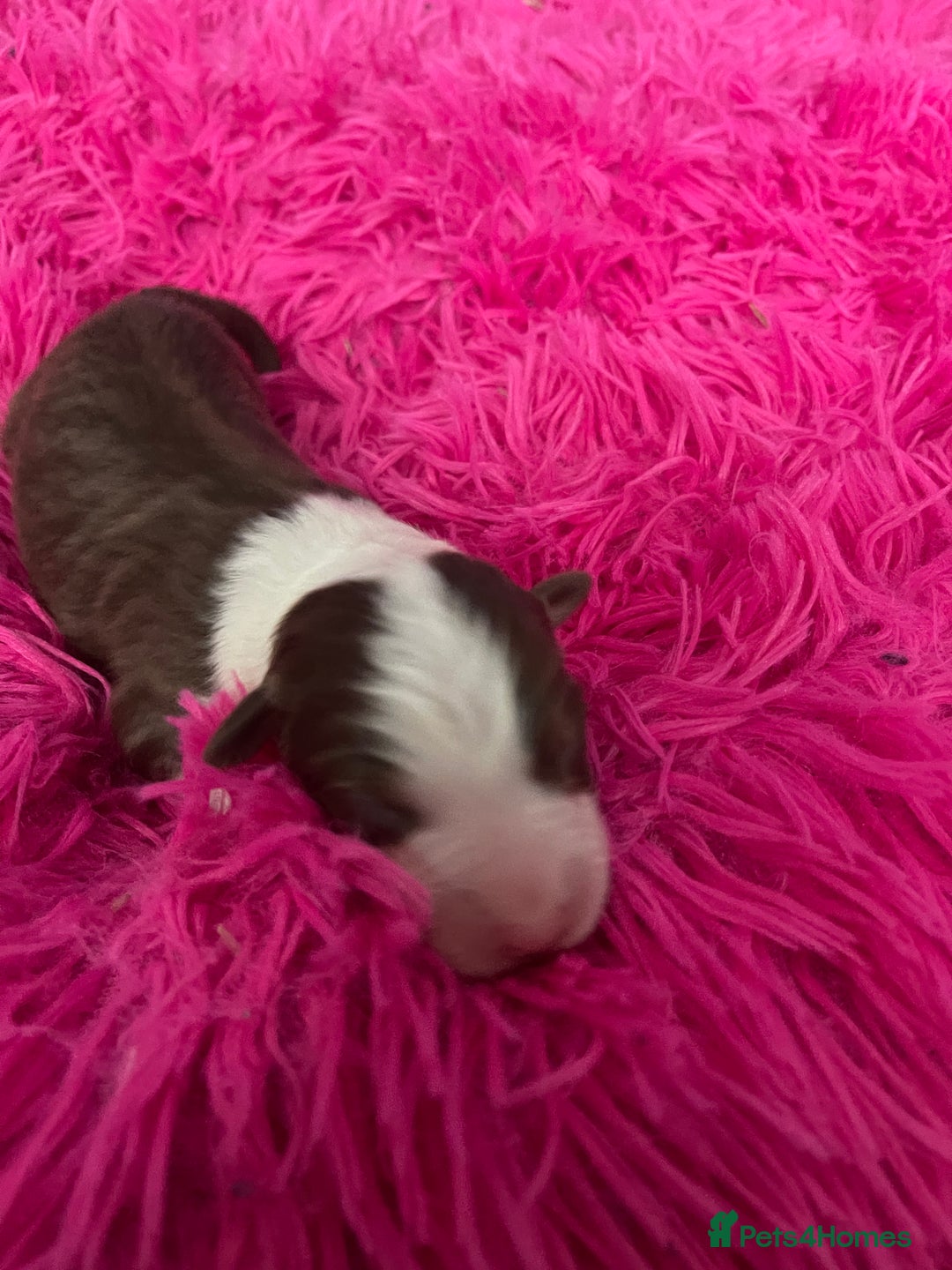 Australian Shepherd dogs for sale: Beautiful Australian Shepherd KC registration🥰 - Image 8