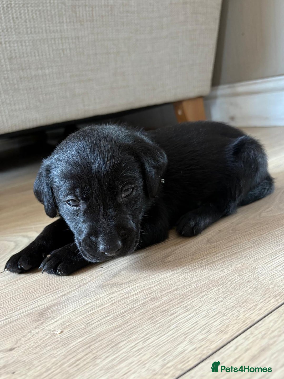 Labrador Retriever dogs for sale: Beautiful litter of kc registered labrador  - Image 20