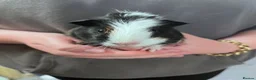 Guinea Pig rodents for sale: Young Boar guinea pigs  - Advert 8