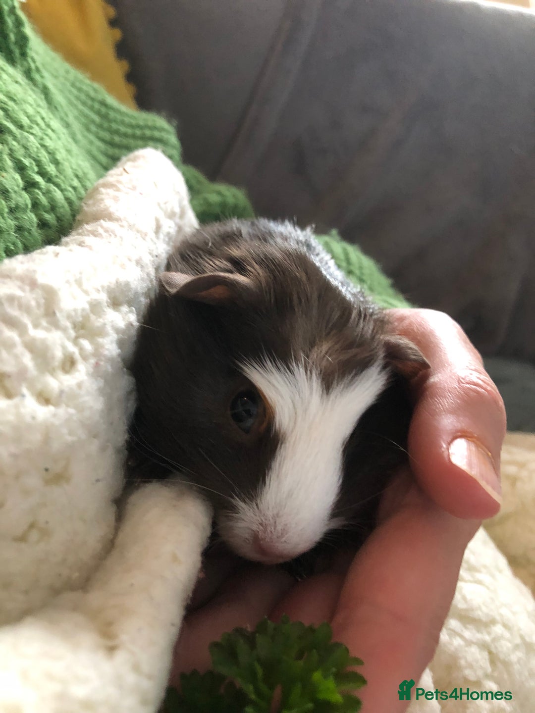 Guinea Pig rodents for sale: 2 gorgeous female Guinea pigs Blossom&Pumpkin - Advert 3
