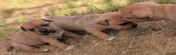 Staffordshire Bull Terrier dogs for sale: KC Red Staffords  - Advert 3