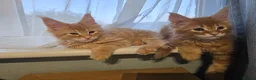 Maine Coon cats for sale: Red Tabby Maine Coons  - Advert 6