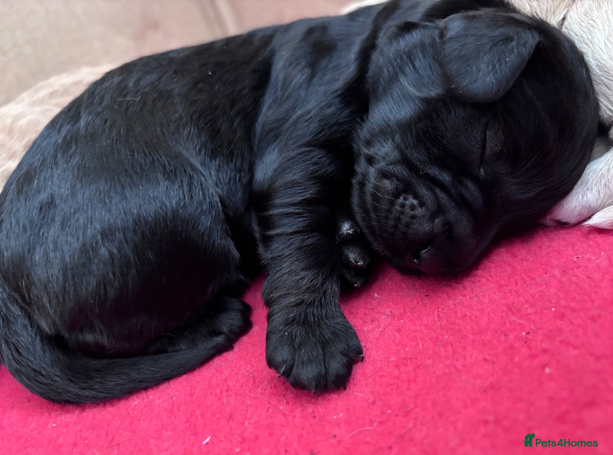 Cockapoo dogs for sale: Cockerpoo F1b puppies  in Hailsham - Advert 10