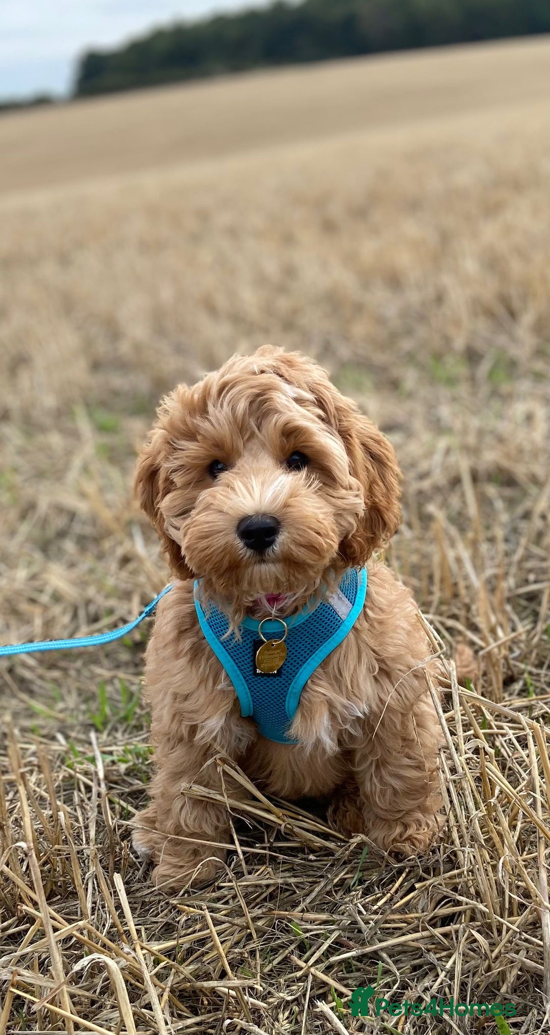 Mixed Breed dogs for sale: Authentic Annetteslabradoodles/Cobberdogs - Advert 24