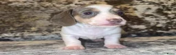 Miniature Dachshund dogs for sale: Miniature Dachshunds - Advert 4