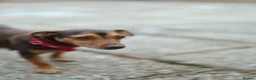 Jack Russell dogs for sale: Beautiful Jack Rusell Puppies  - Advert 2