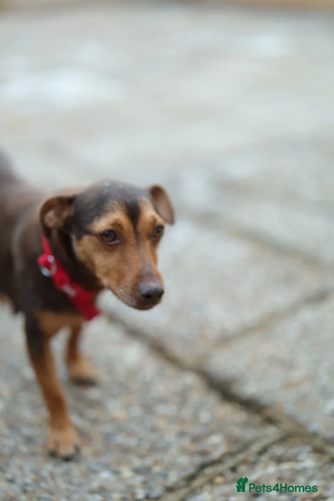 Jack Russell dogs for sale: Beautiful Jack Rusell Puppies  - Advert 2