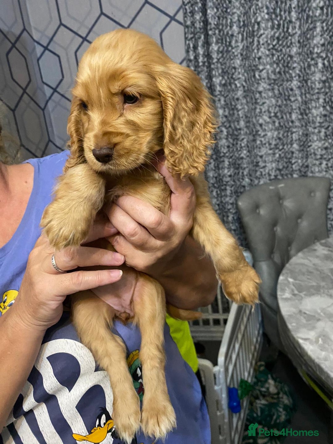 Cocker Spaniel dogs for sale: 5 th Generation Cocker Spaniel Pups/Ready to leave - Image 6